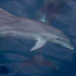 Dolphins and Whales in Malta