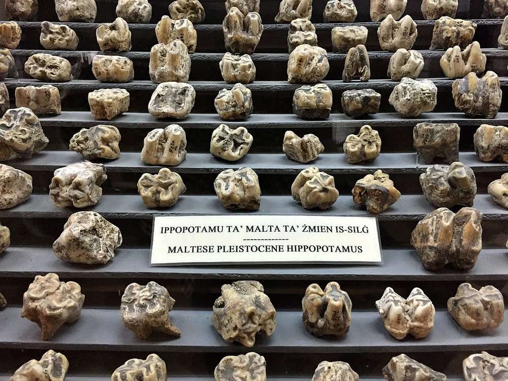 ghar dalam bones