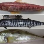 How invasive fish arrive in Malta