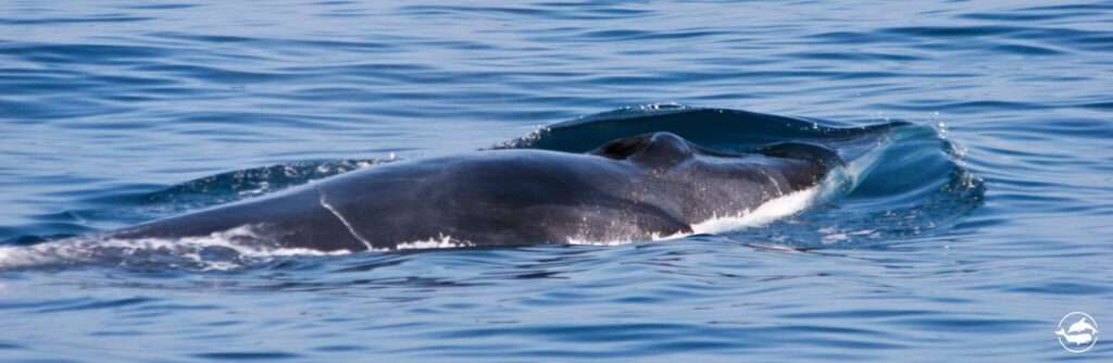 Dolphins and Whales in Malta