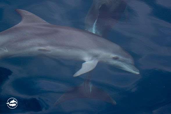 Dolphins and Whales in Malta encounter