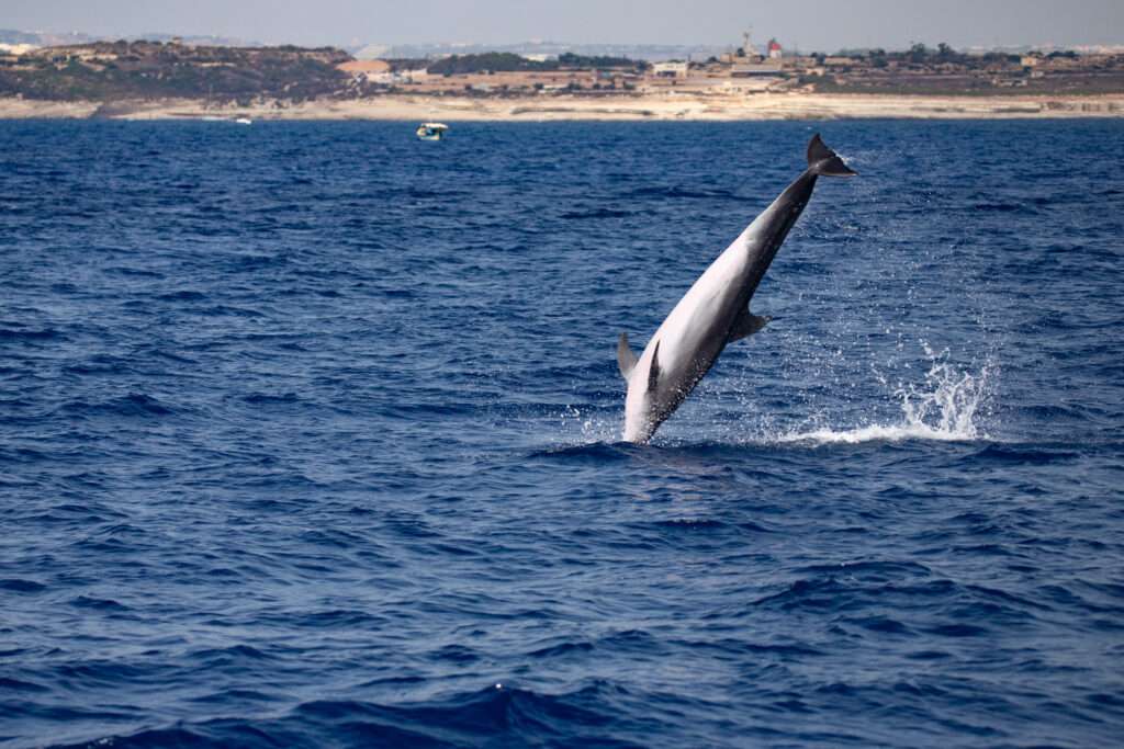Dolphins and Whales in Malta in air