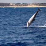 Why We’re Seeing More Dolphins Around Malta This Summer