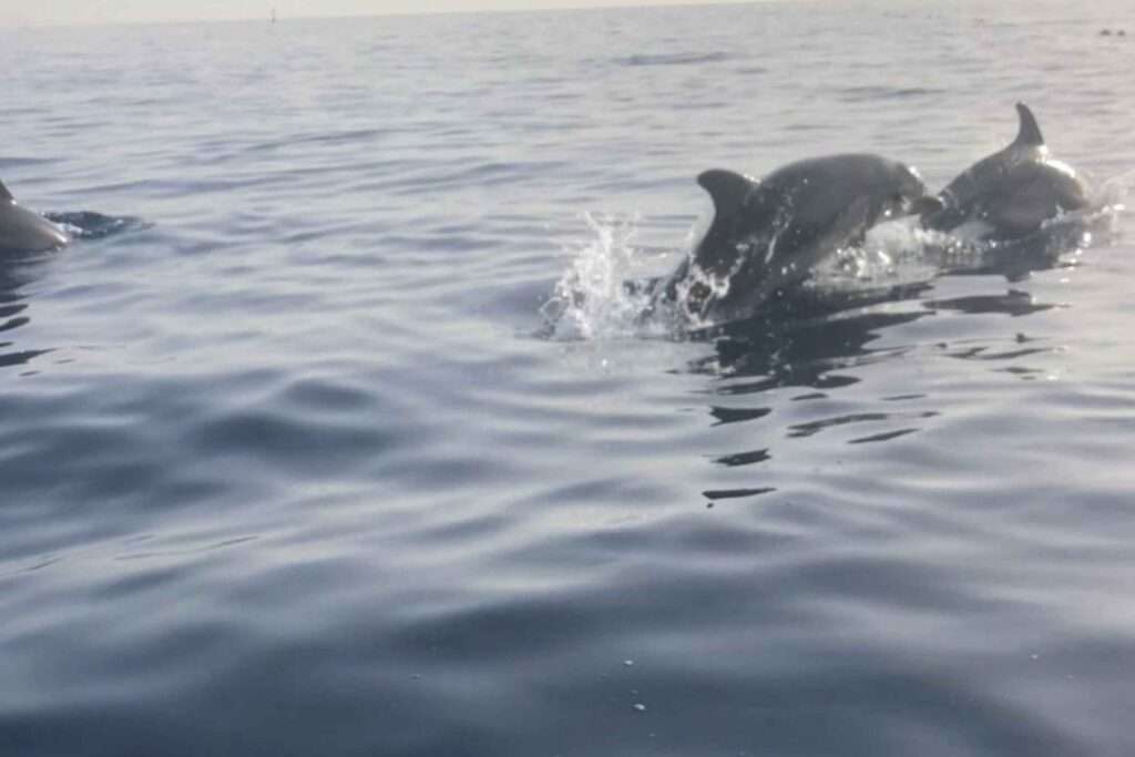 Dolphins and Whales in Malta lucky