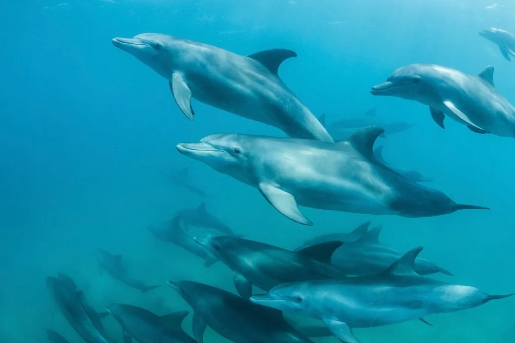 School of dolphins