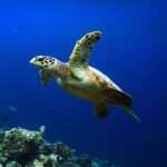 Turtles in Malta
