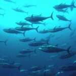 Tuna Fishing in Malta