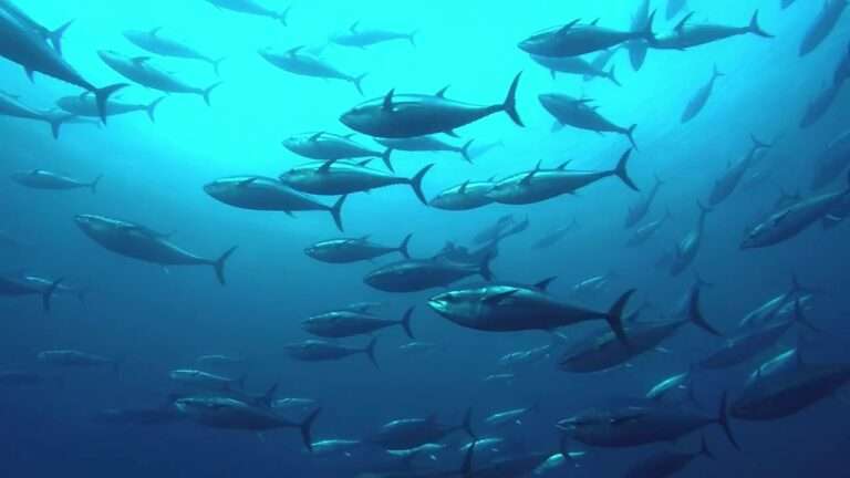 Tuna Fishing in malta