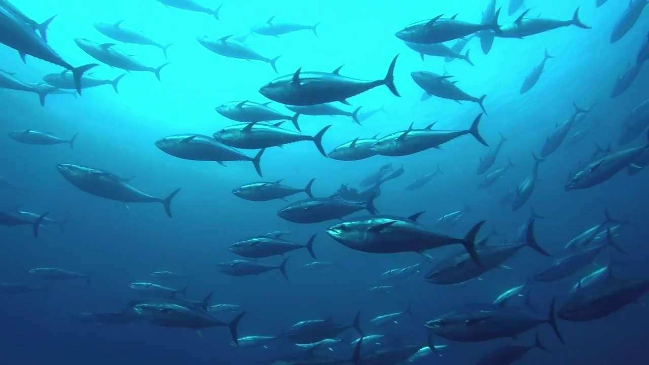 Tuna Fishing in malta