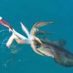 Calamari in Malta - Fishing & Recipe