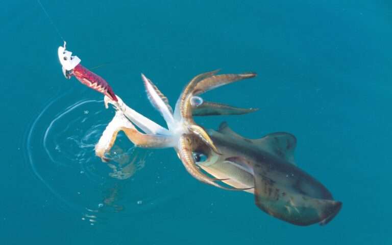 Calamari in Malta