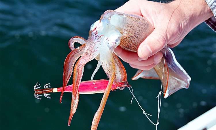 Calamari in Malta fishing