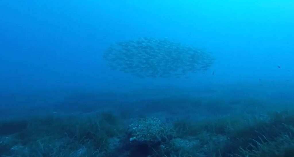 Is-Sikka l-Bajda fish