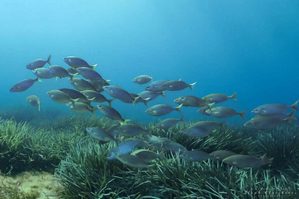 Is-Sikka l-Bajda reef fish