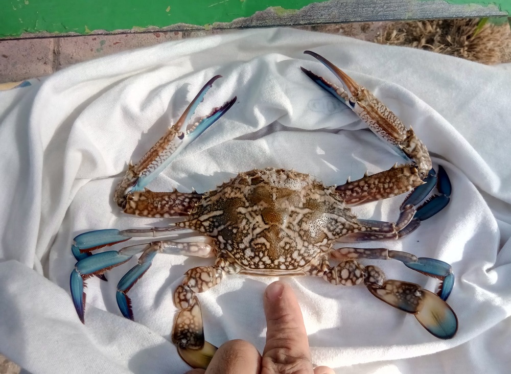 How invasive fish arrive in Malta crab