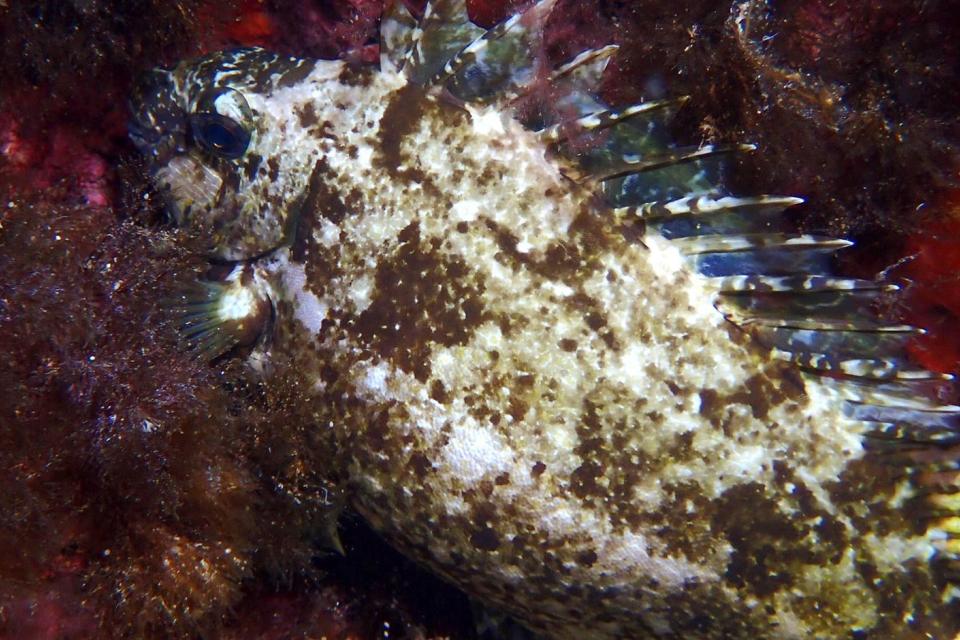 How invasive fish arrive in Malta