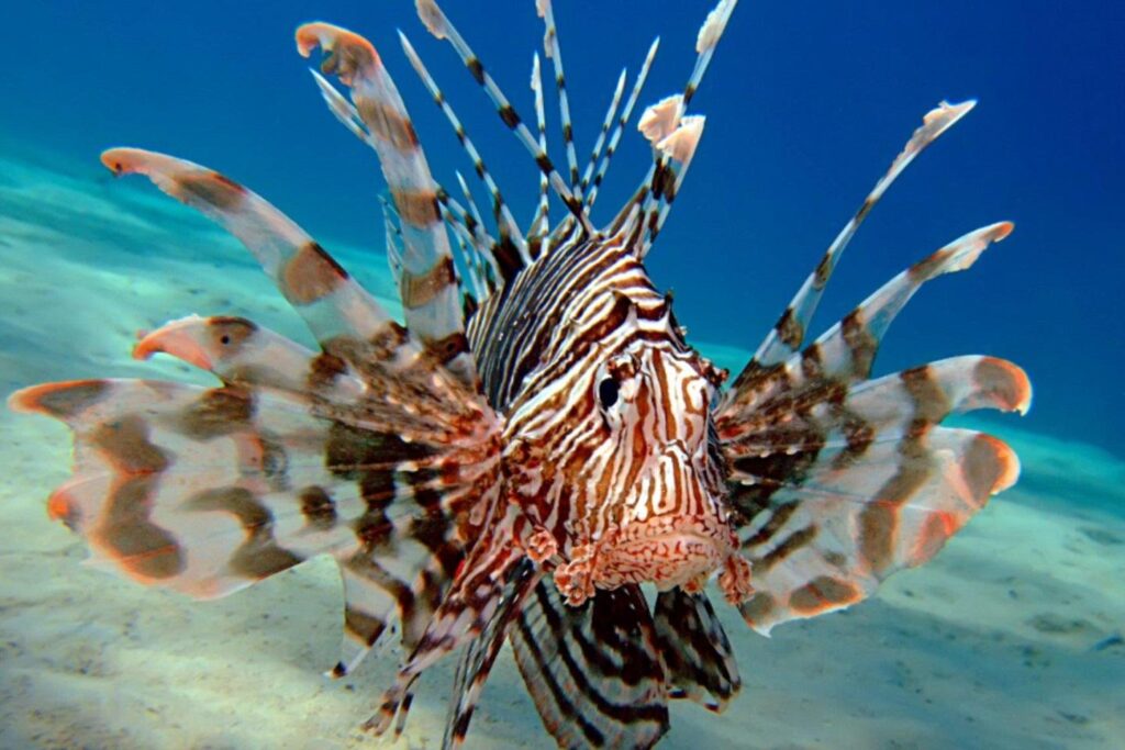 Lion fish