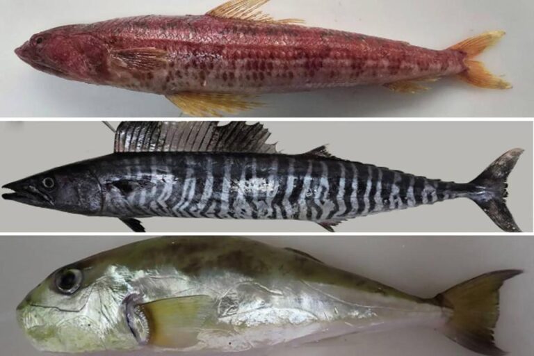 Three new invasive fish