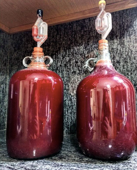 prickly Pear Liqueur Fermenting at Home