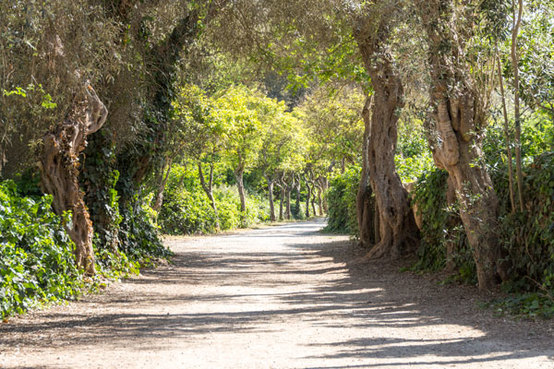 Buskett Gardens, Siġġiewi road