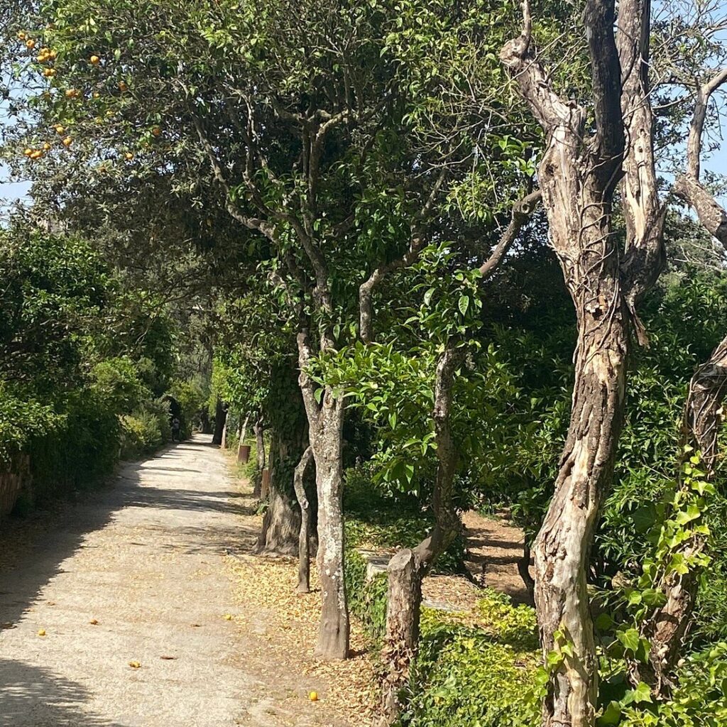 Buskett Gardens, Siġġiewi trees