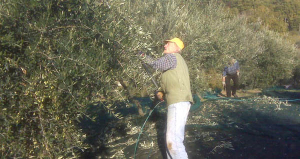 Harvest olives in malta