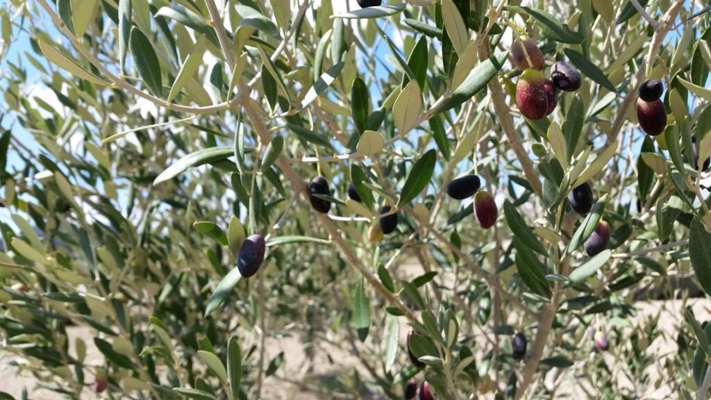 Olive trees in Malta