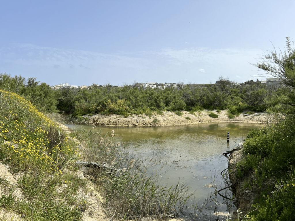 Salina Wetlands, Malta