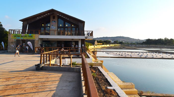 Salina Wetlands, Malta Bird Life