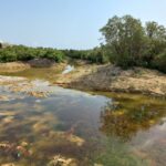 Salina Wetlands in Malta