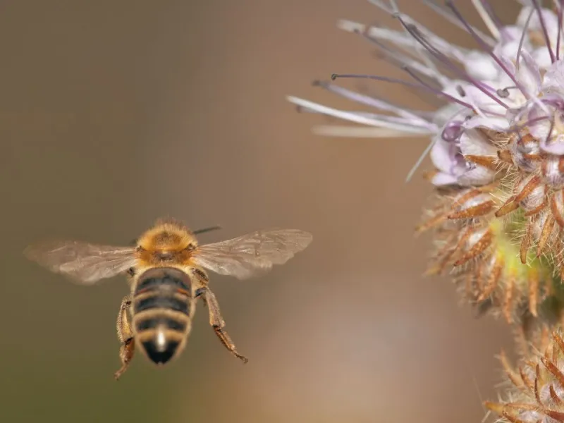 maltese honey bee