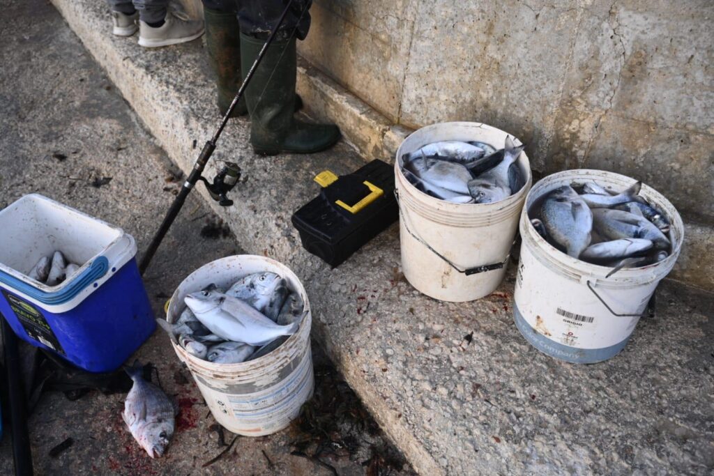 Bay fishing fish farm fish escaped