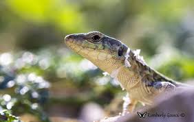 Gremxul Lizard on Comino