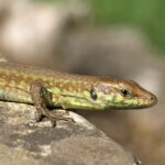 Gremxul Lizard on Comino