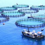 Malta Fish Farms & Fishing