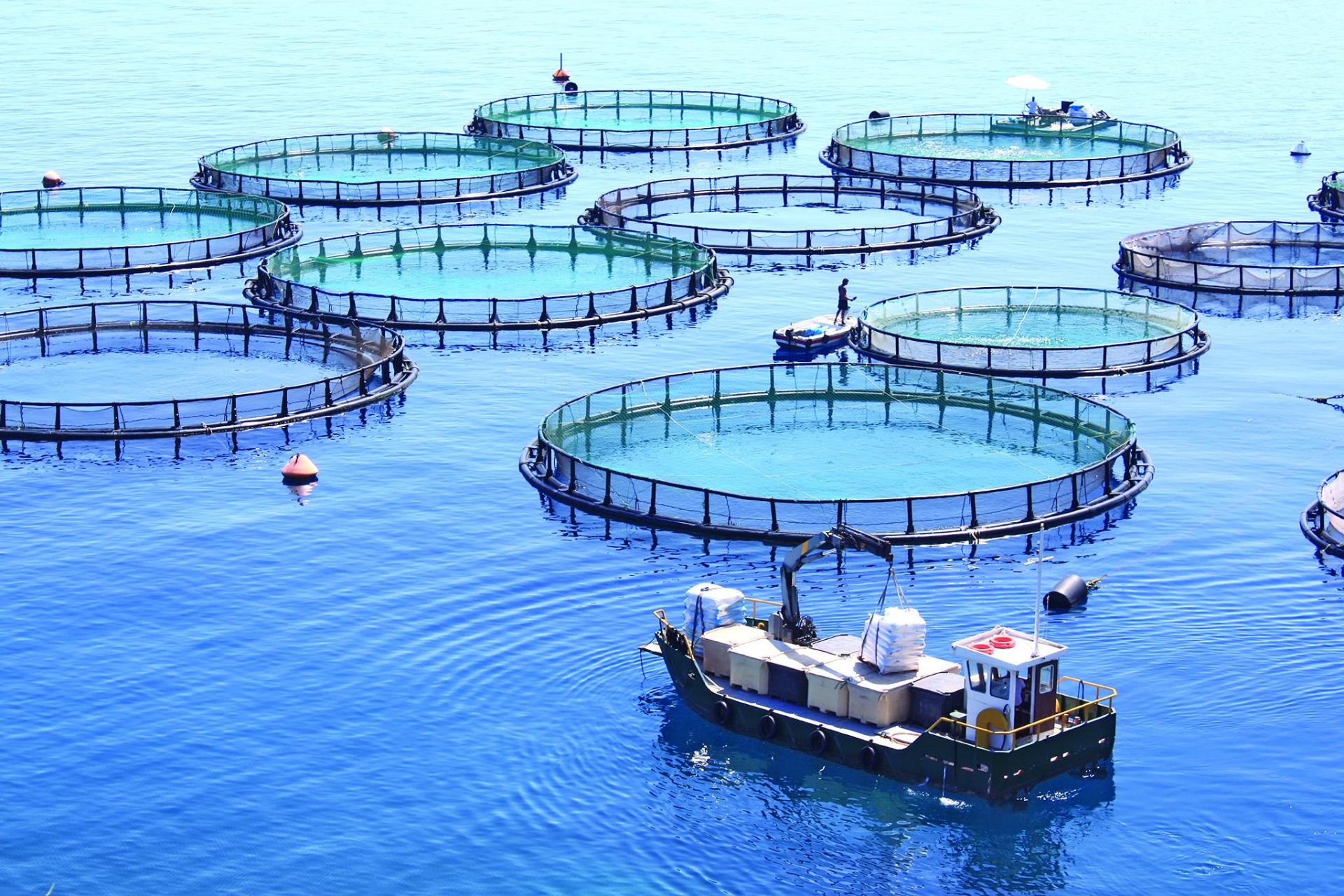 Malta’s Fish Farms
