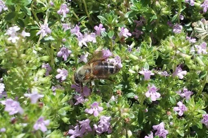 Thyme in Malta bees