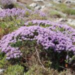 Thyme in Malta