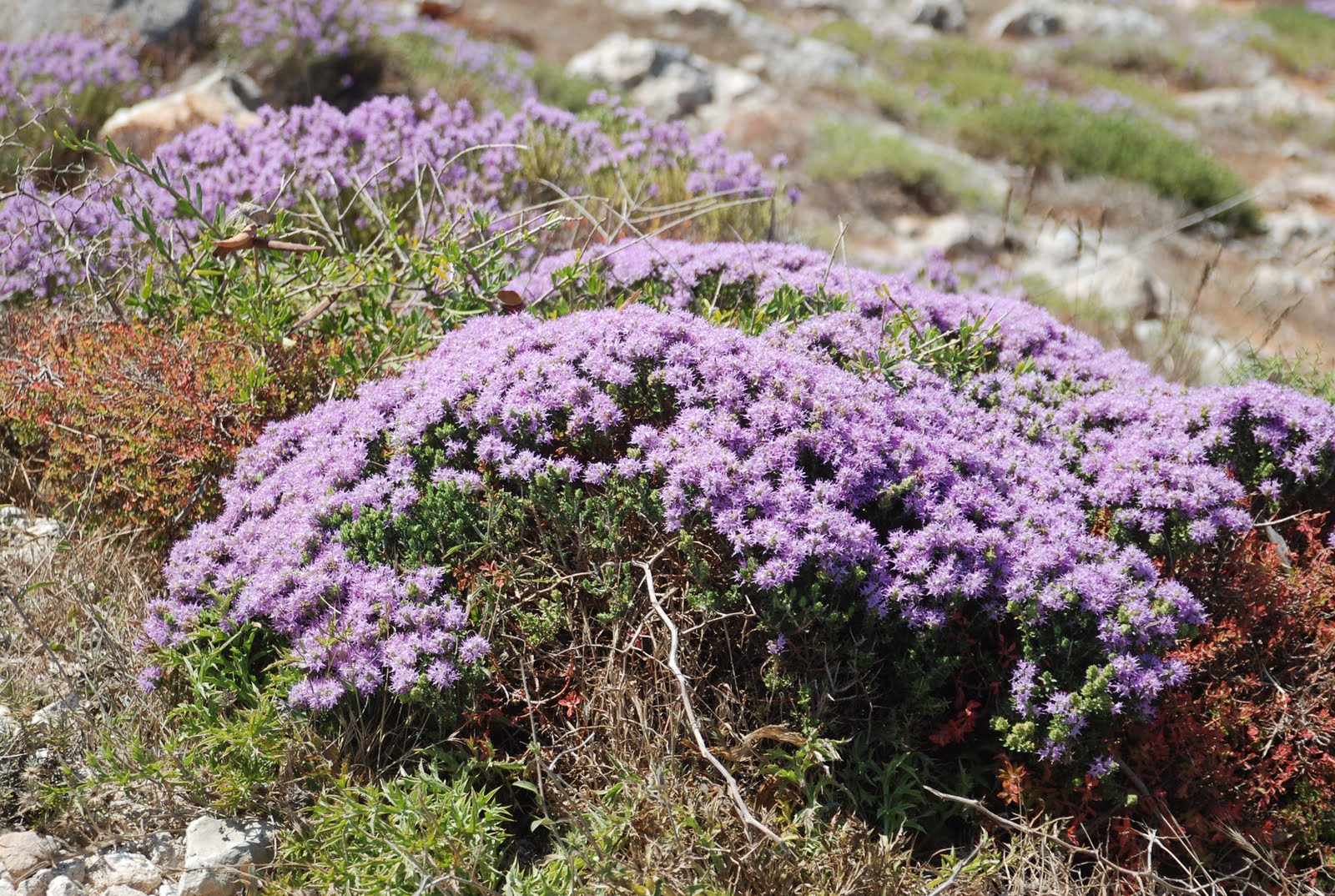 Thyme in Malta purple flower