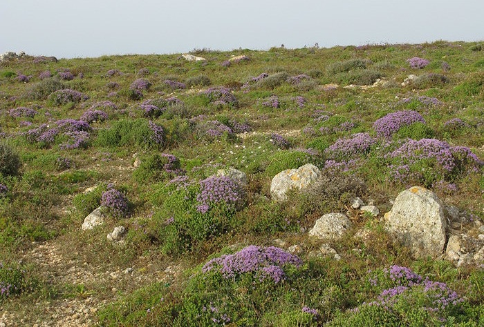 Thyme in Malta