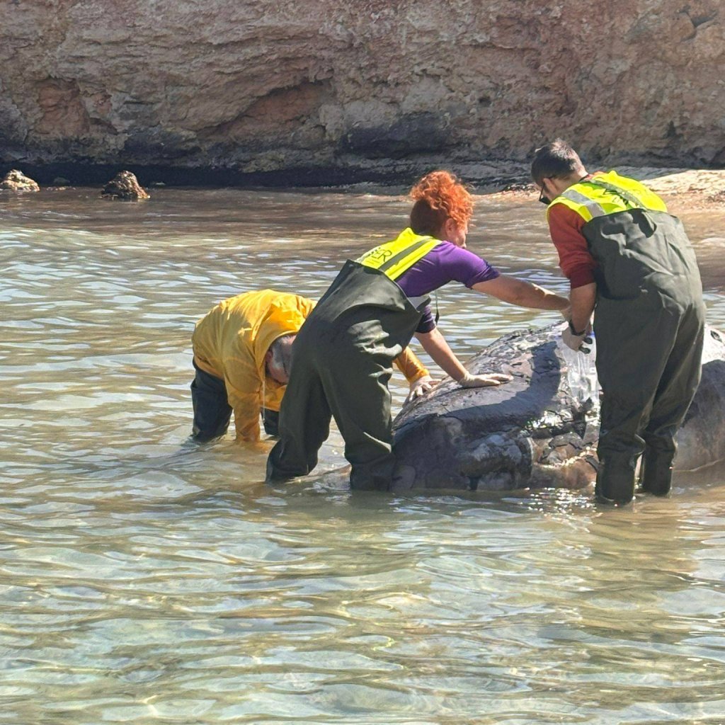 whale washed ashore in Comino