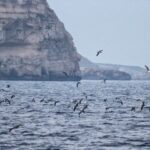 The Surge of Seagulls in Malta: What’s Happening Along Our Coastlines?