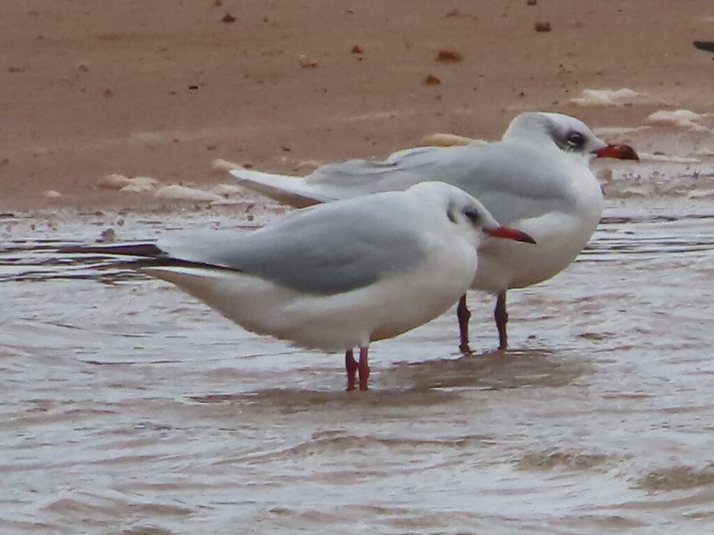 The Surge of Seagulls in Malta