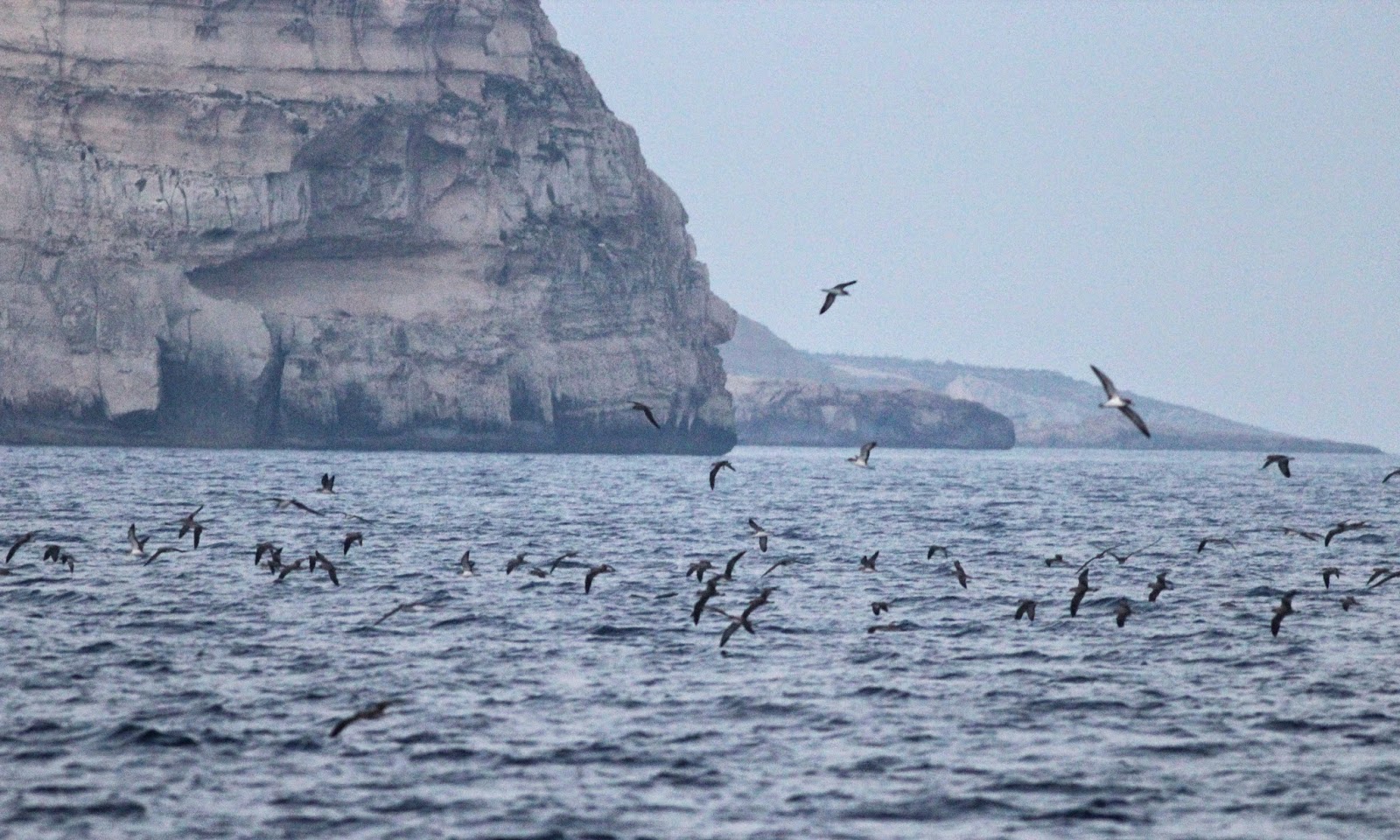 The Surge of Seagulls