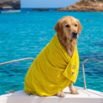 Pet-Friendly Boat Adventures with Bluewaves Watersports Malta