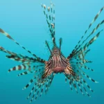 Lionfish Arrive in Malta: A New Challenge for Our Seas