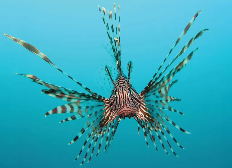 Lionfish Arrive in Malta A New Challenge for Our Seas
