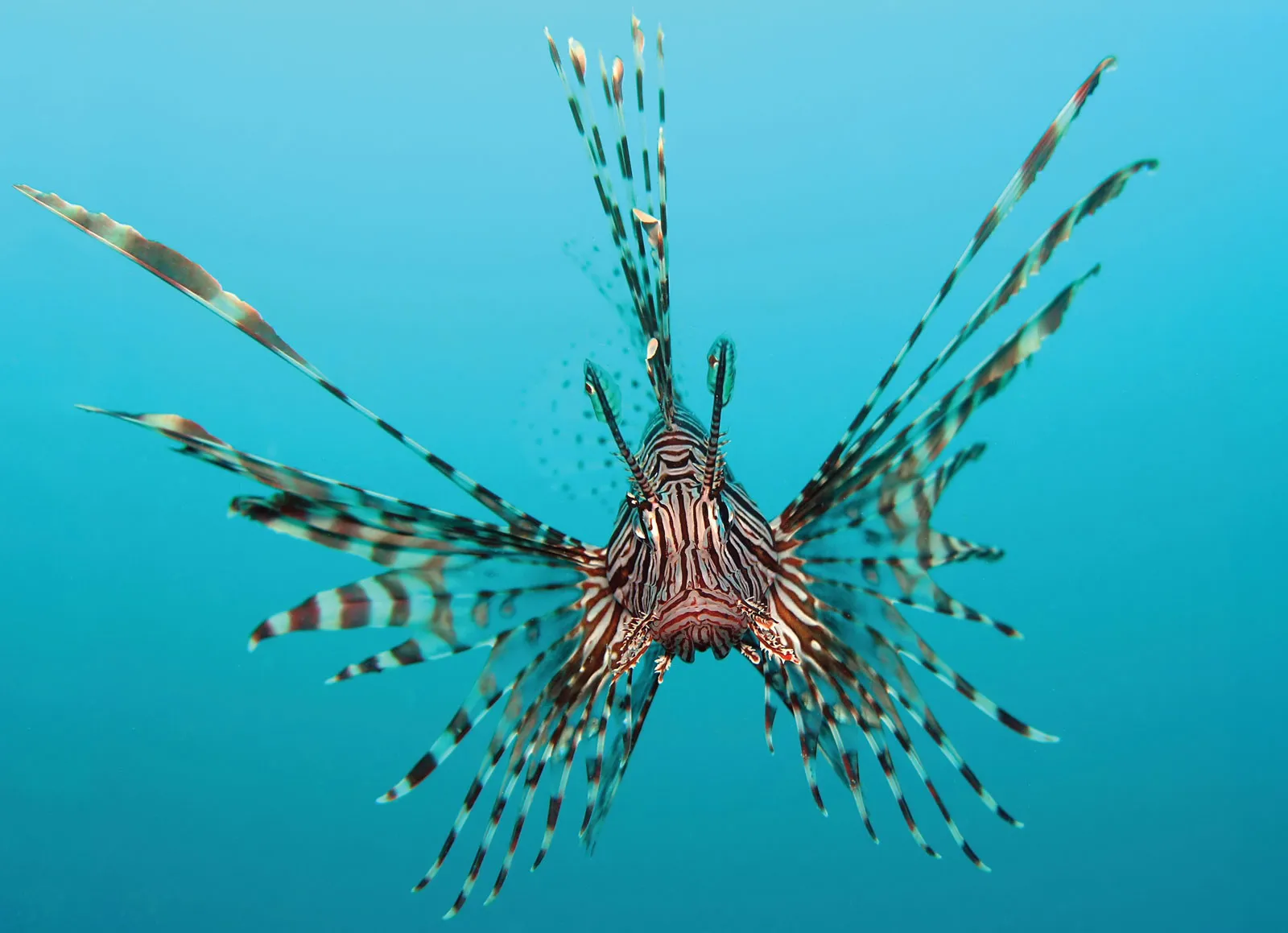 Lionfish Arrive in Malta A New Challenge for Our Seas