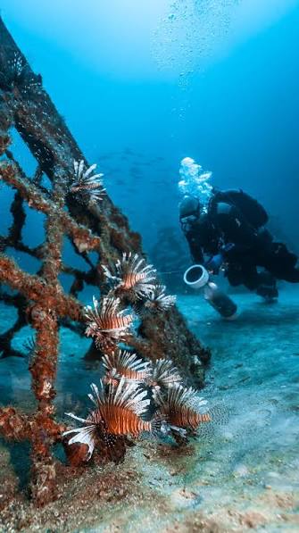 Lionfish hiding