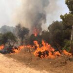 Wildfires in Malta and How We Can Prevent Them
